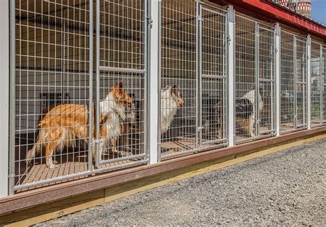 上海富威犬舍怎麼樣?不妨一起探討其獨特的犬種培養之道與客戶滿意度。